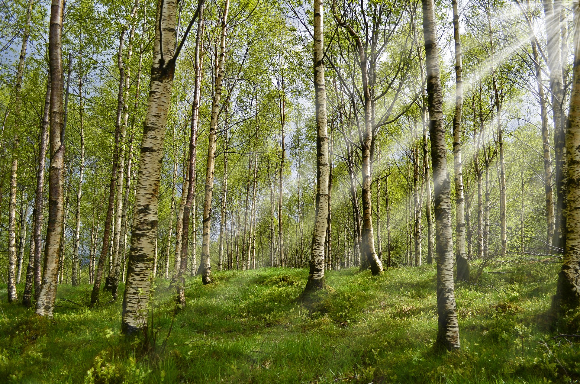 Forêt de bouleau