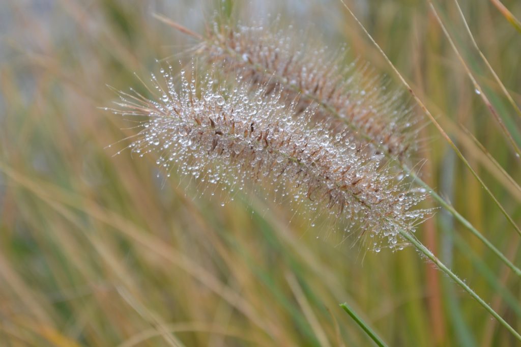 Graminé allergie